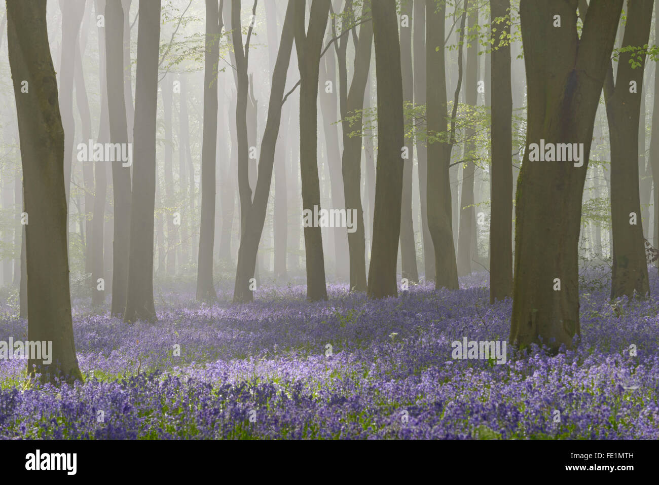 Wald voller Glockenblumen an einem nebligen Frühlingsmorgen in der Nähe von Micheldever in Hampshire. Stockfoto