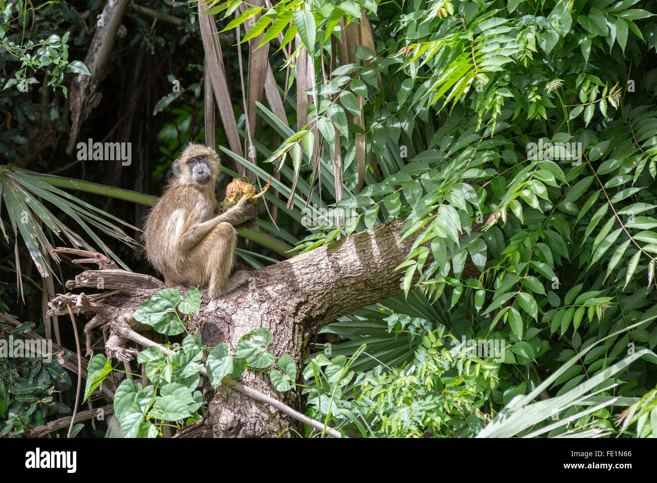 Gelbe Pavian, Liwonde Nationalpark, Malawi, Afrika Stockfoto