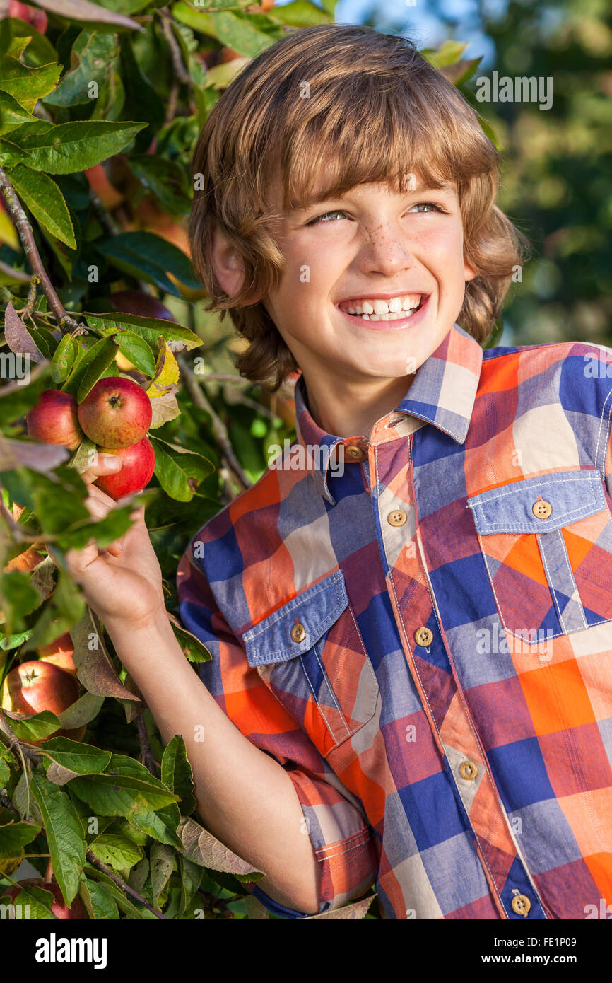 Outdoor Portrait der glückliche junge Knaben Kommissionierung einen organischen roten Apfel von einem Baum in einem Obstgarten Lächeln mit perfekten Zähnen Stockfoto