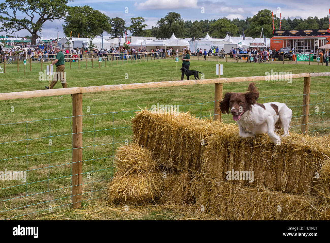 Ein Spaniel, springen über Haybales während eines Wettkampfes Hund in England Stockfoto