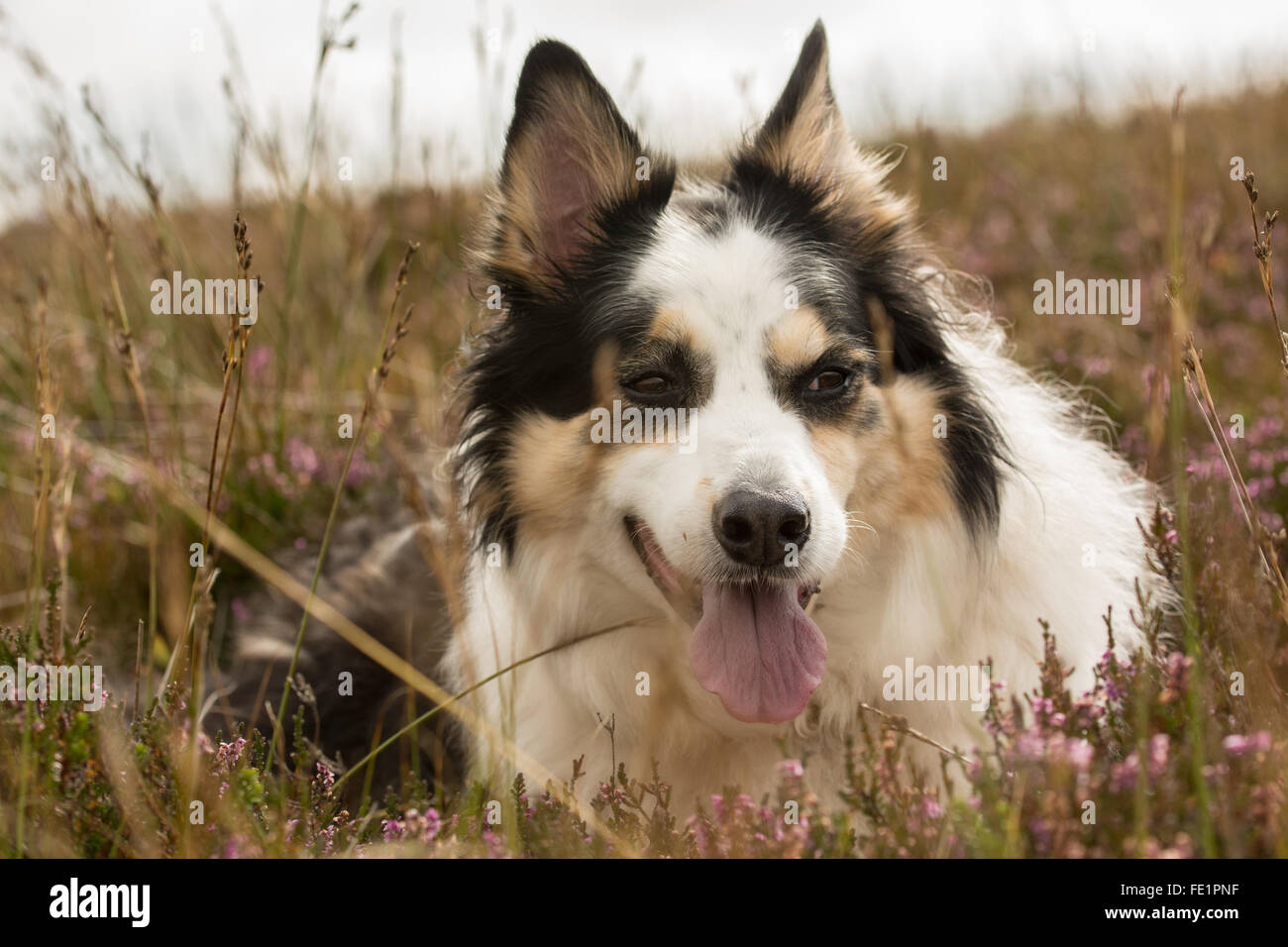 Wicklow Collie liegend im Hochland Heather mit Zunge hängt heraus Stockfoto