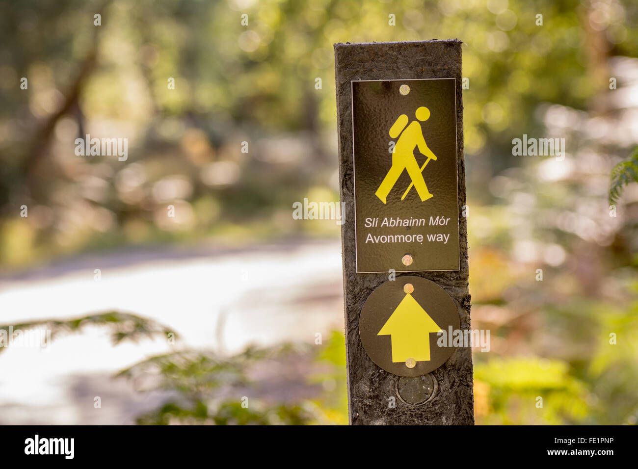 Melden Sie für das Avonmore Weg einen beschilderten Weg bei Trooperstown Holz in Wicklow Irland Stockfoto