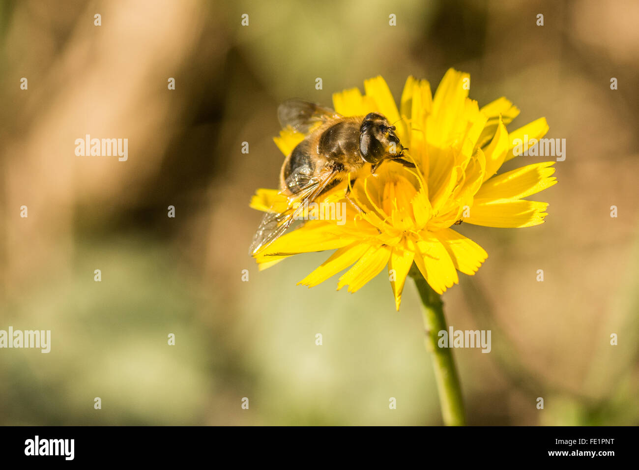 Biene auf einer gelben Blume Löwenzahn in Wicklow Irland getroffen Stockfoto
