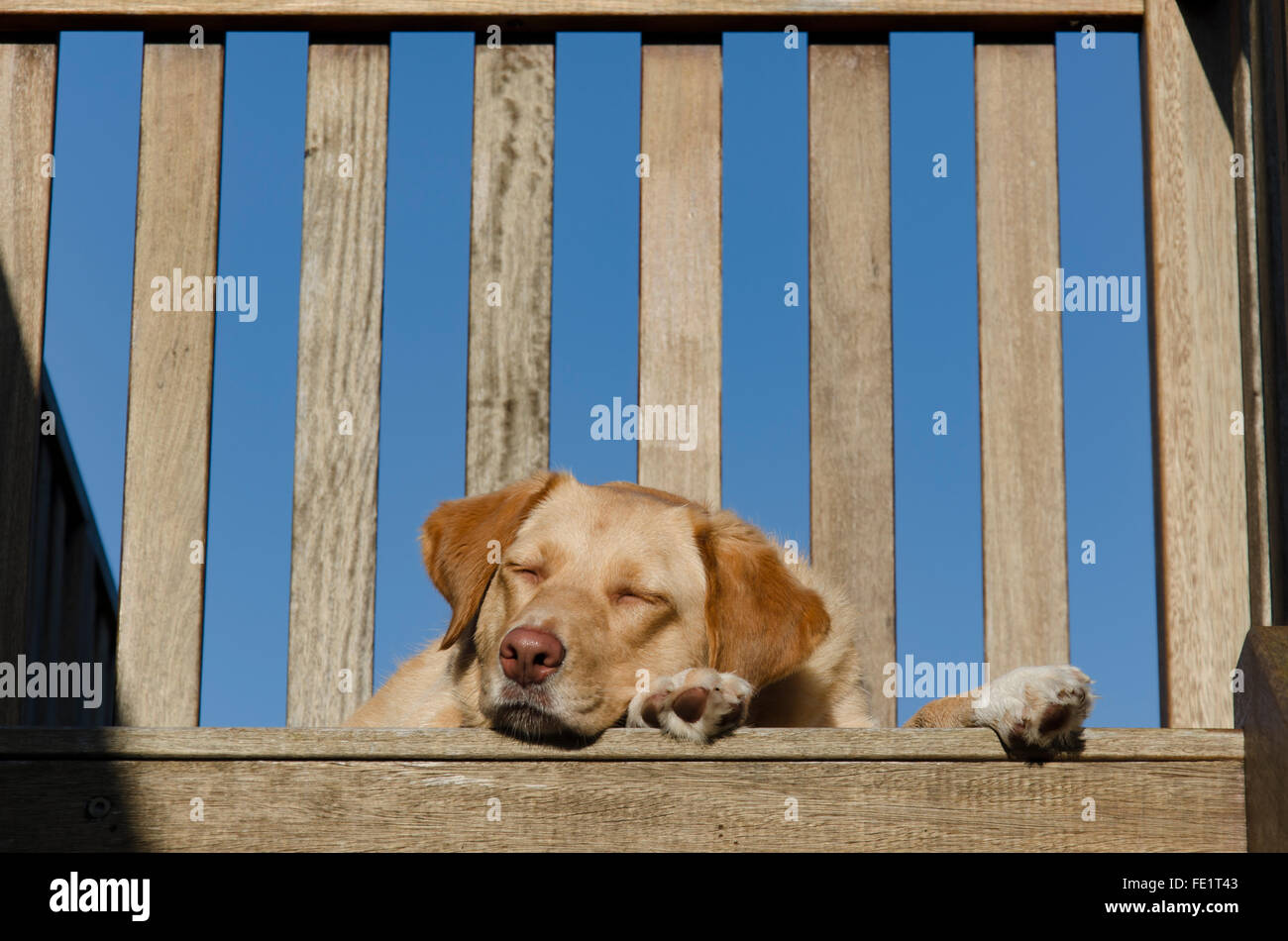 Ein verschlafener goldenen Haaren Labrador Hund liegend auf einem Holzdeck cross Stockfoto