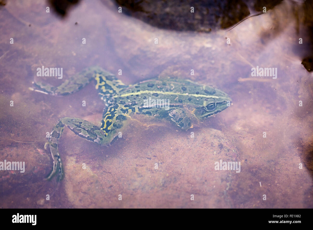 grüner Frosch unter Wasser Stockfoto