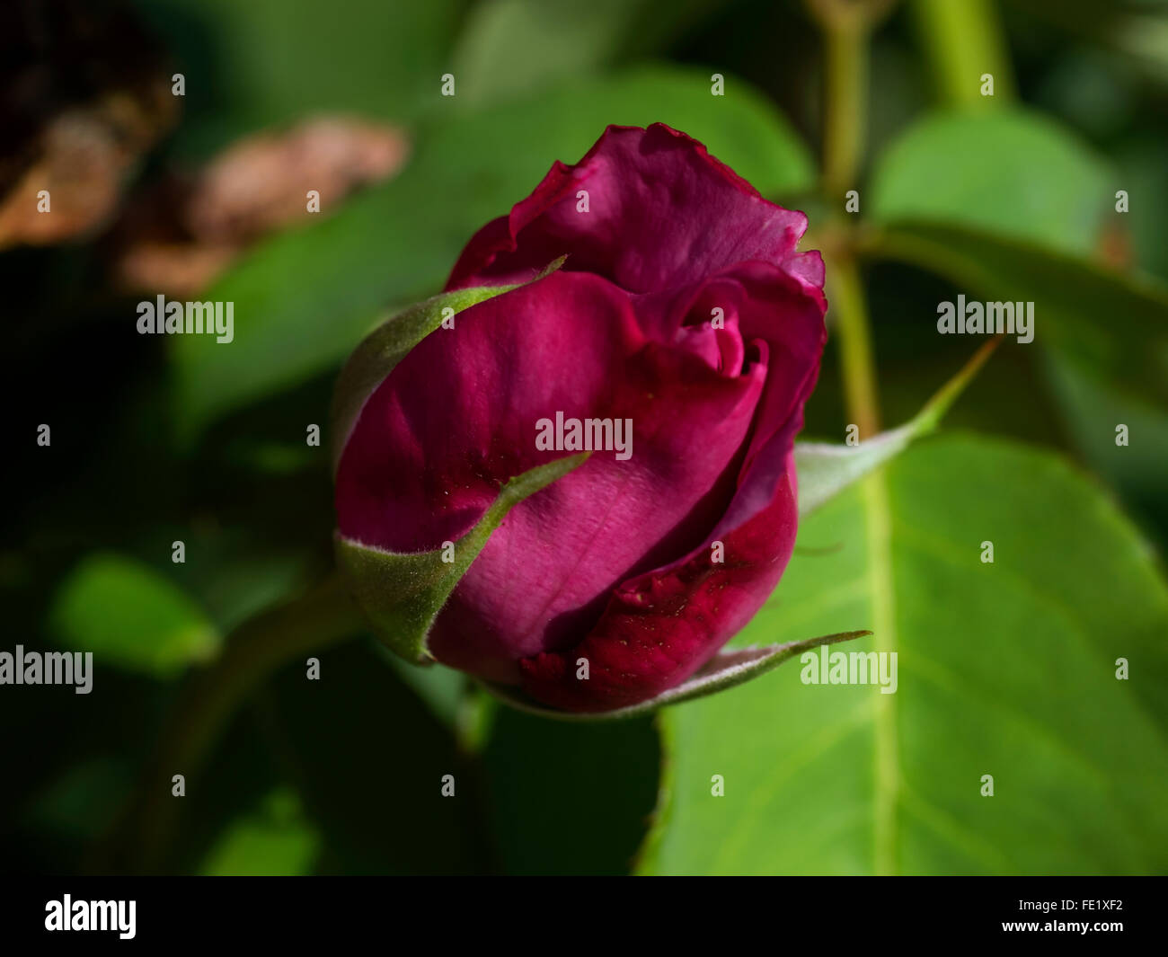 Rose Charles de Gaulle lila Farbe Rose Bud Makro Rosen Stockfoto