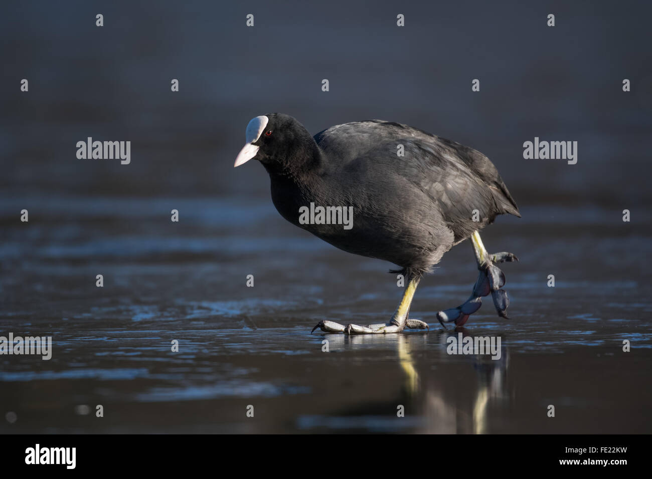 Eurasische Blässhuhn (Fulica Atra) zu Fuß auf einem zugefrorenen See. Stockfoto