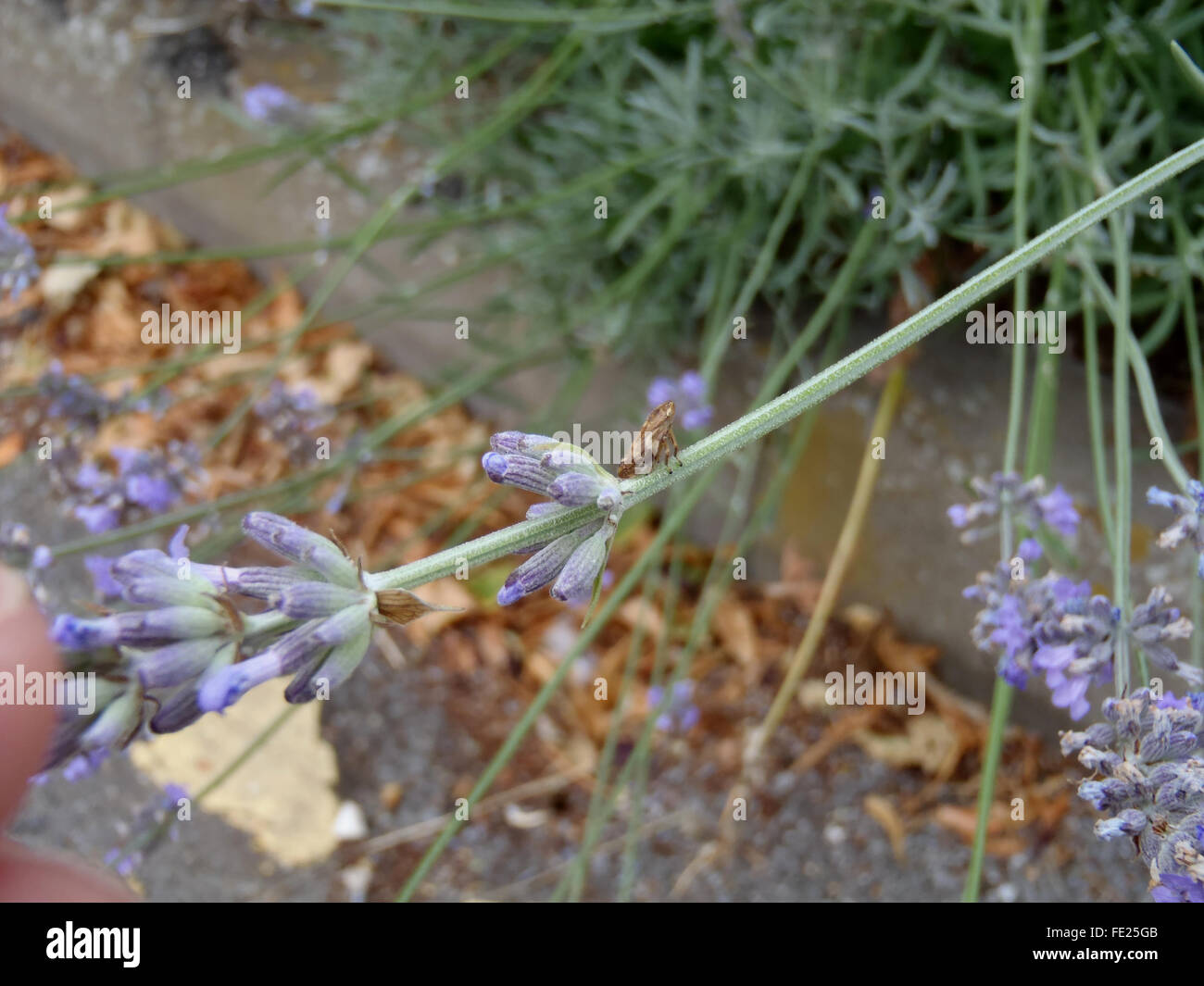 Gemeinsame Blutzikade (Philaenus Spumarius) auf Lavendel (Lavandula) stammen, mit Lavendel Pflanze und Stein Blumenbeet in Grunge Stockfoto