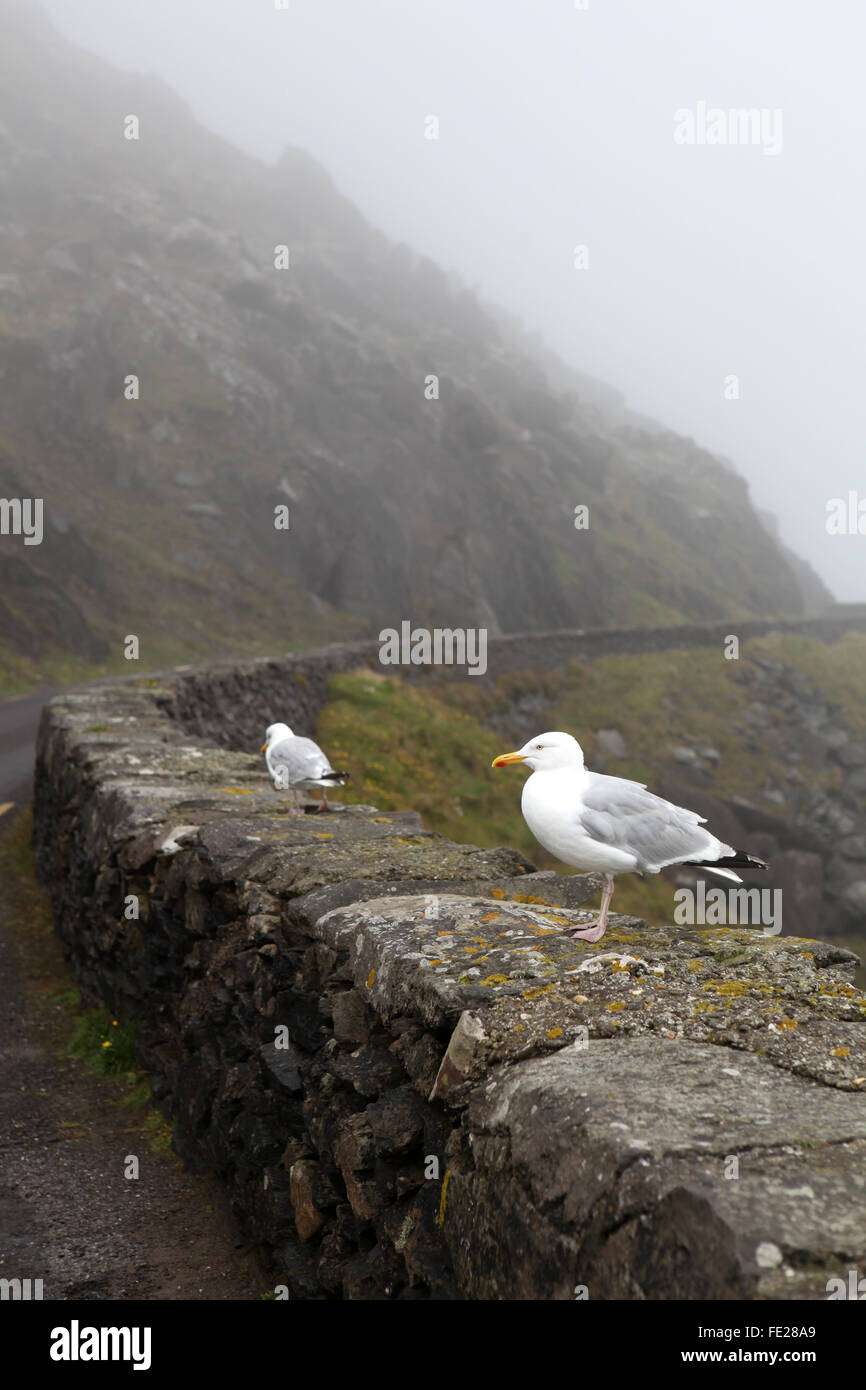 Möwen auf einer Wand auf der Dingle-Halbinsel, Slea Head County Kerry, Irland Stockfoto