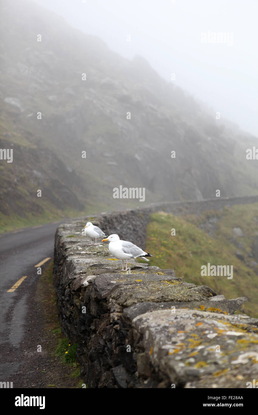 Möwen auf einer Wand auf der Dingle-Halbinsel, Slea Head County Kerry, Irland Stockfoto