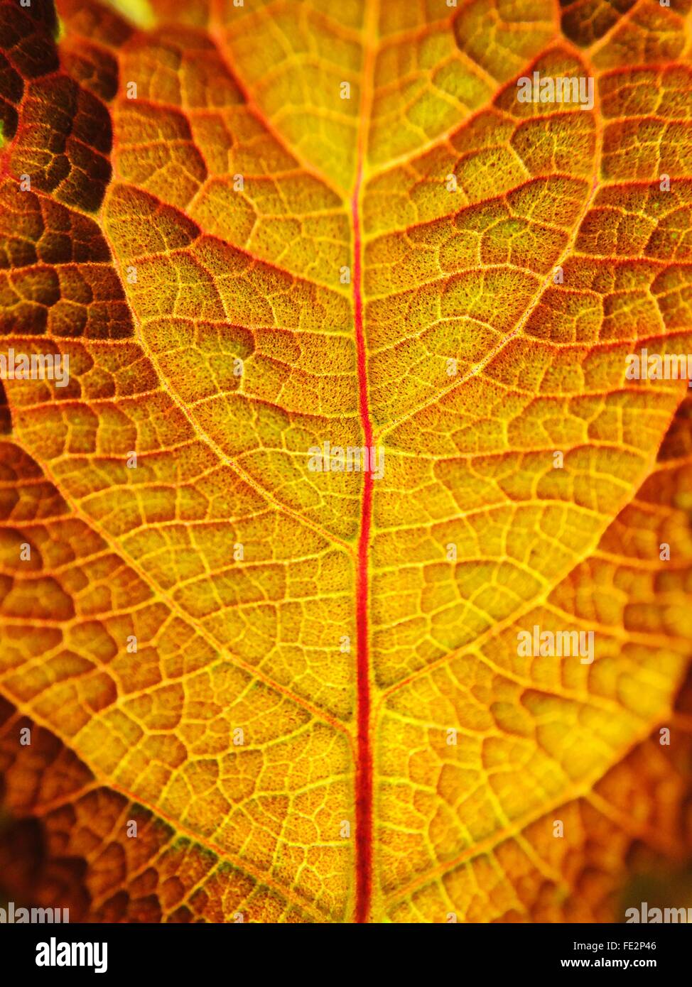 Full-Frame-Schuss von welkes Blatt Stockfoto