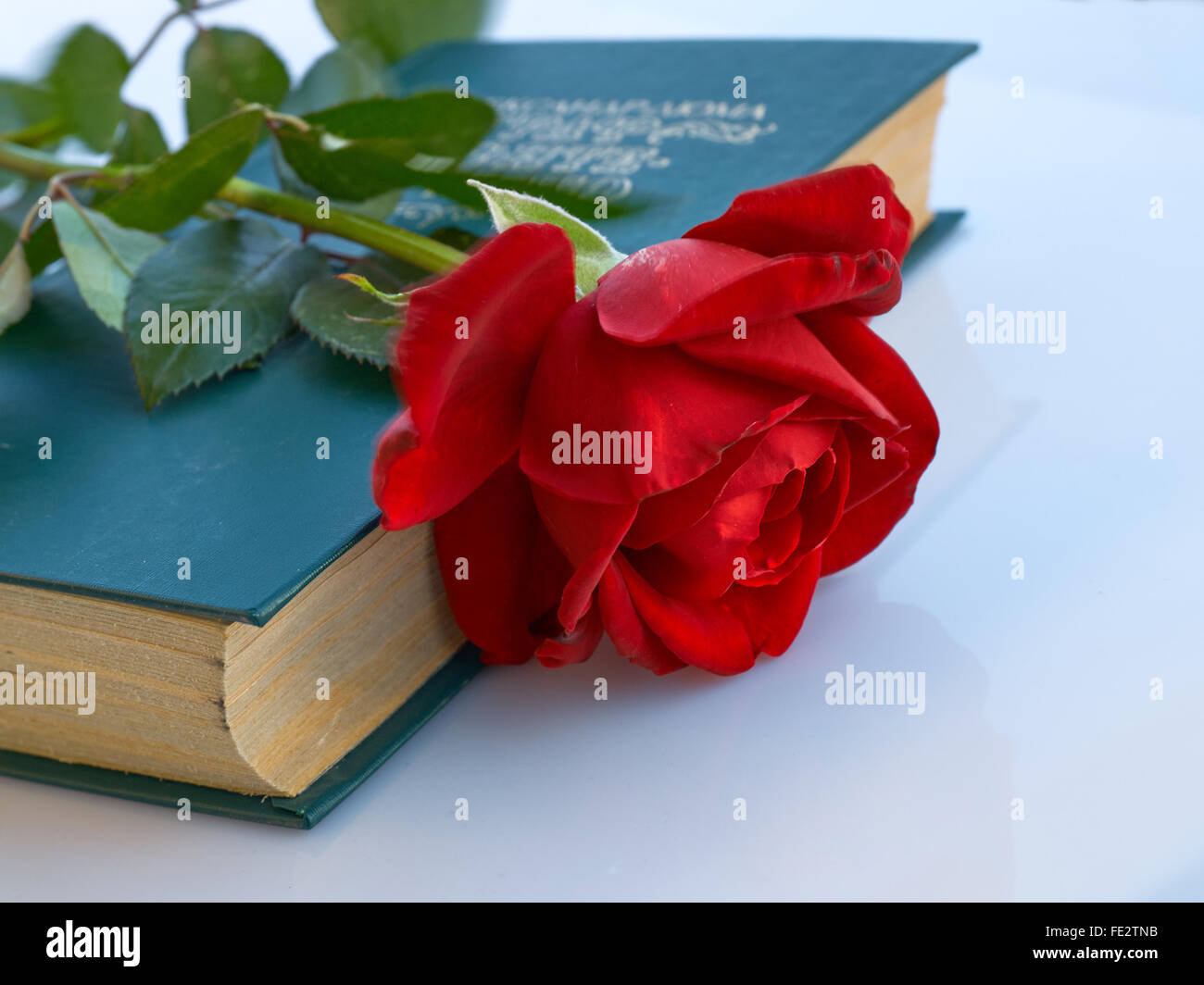 Rote rose mit Stammzellen und verlässt Verlegung auf die geschlossene grüne Buch Stockfoto