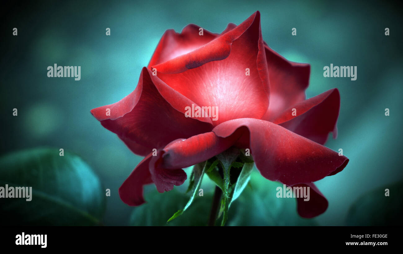 Rote rose mit schwarzen Blütenblatt Rand auf dem blaugrünen Hintergrund, Nahaufnahme Stockfoto