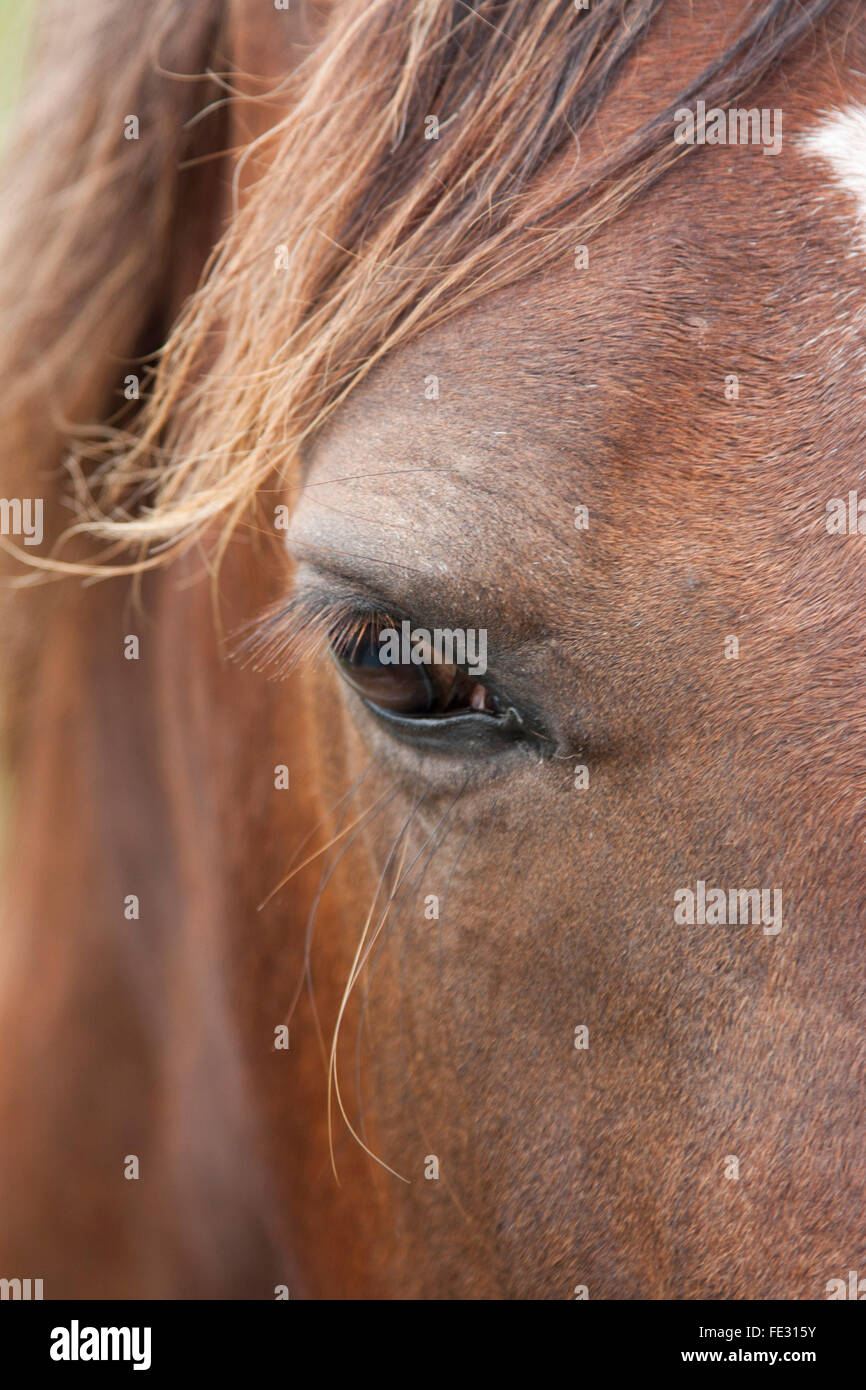Das Pferde-Auge Stockfoto