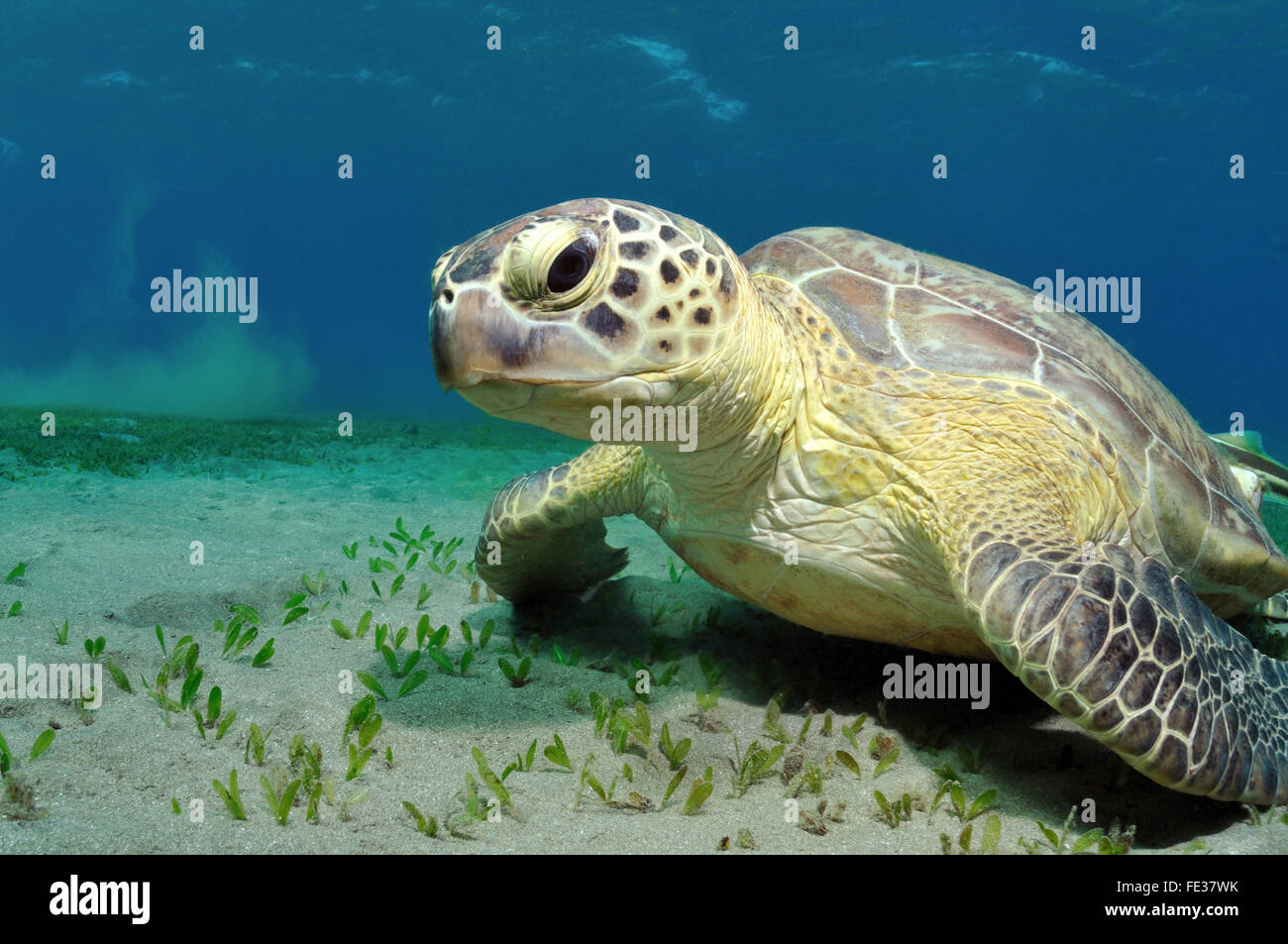 Sea Turtle sitzt auf einem sandigen Boden unter dem Wasser, Marsa Alam, Ägypten, Rotes Meer Stockfoto