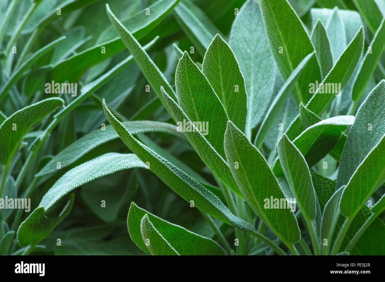 Anlage zu würzen: Salbei, Salvia Officinalis, im Gemüsegarten. Selektiven Fokus. Stockfoto