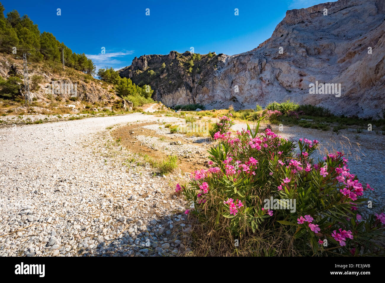 Rosa wilde Blumen Oleander blühen In Blüte im Fluss Bett Rio Chillar In