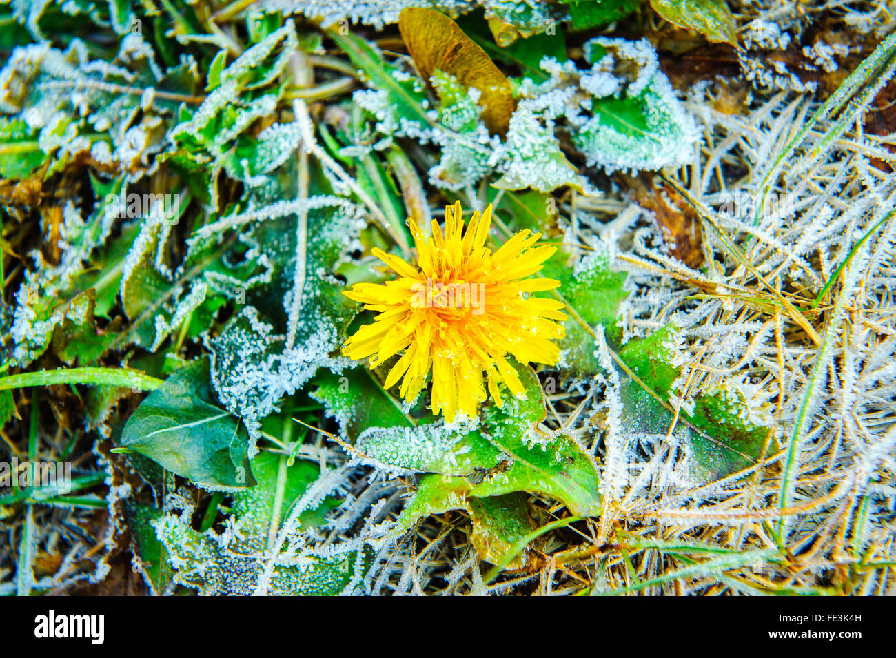 Herbst, kalt, kühl, Löwenzahn, Erde, Laub, Einfrieren, Frost, Garten, Rasen, grün, Eis, Vereisung, Blatt, Blätter, Morgen, Natur, s Stockfoto