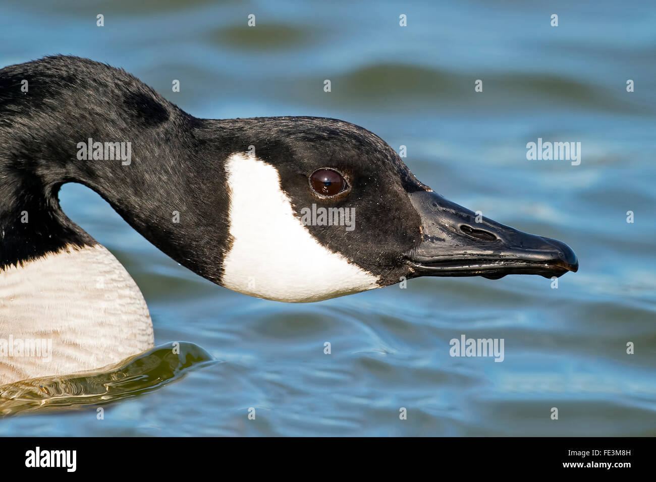 Close-up-Kanada-Gans Stockfoto