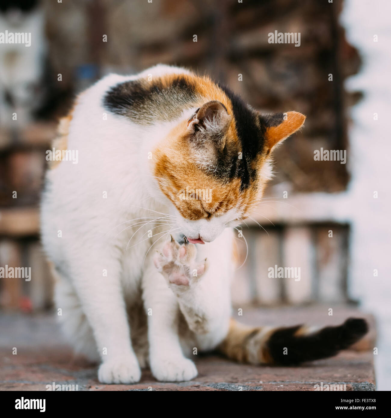 Süße Mongrel Erwachsene weiße Katze mit roten und schwarzen Flecken wäscht sich Outdoor. PET-Unschärfe Hintergrund. Stockfoto