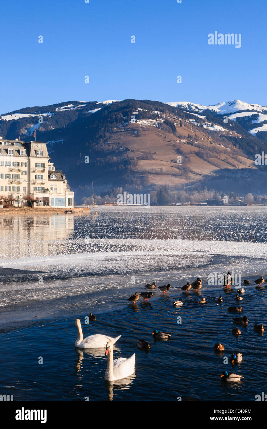 Zeller See gefroren See mit Schwänen und Federwild im Vordergrund geschmolzen Pool im Winter. Zell am See, Österreich, Europa. Stockfoto