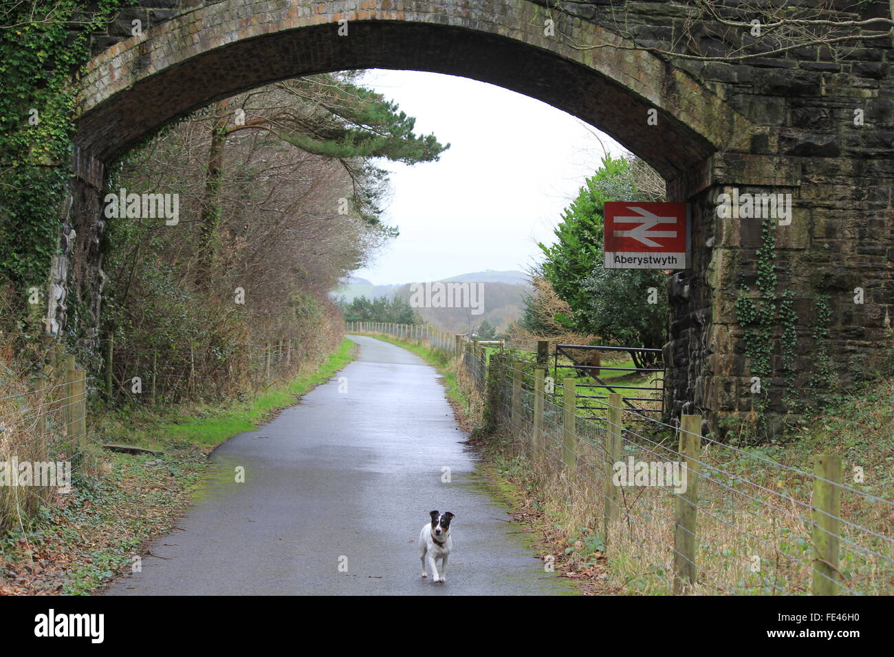 Der Ystwyth Trail, Teil der alten Aberystwyth Carmarthen Eisenbahnlinie von Wanderer & Radfahrer genutzt Stockfoto