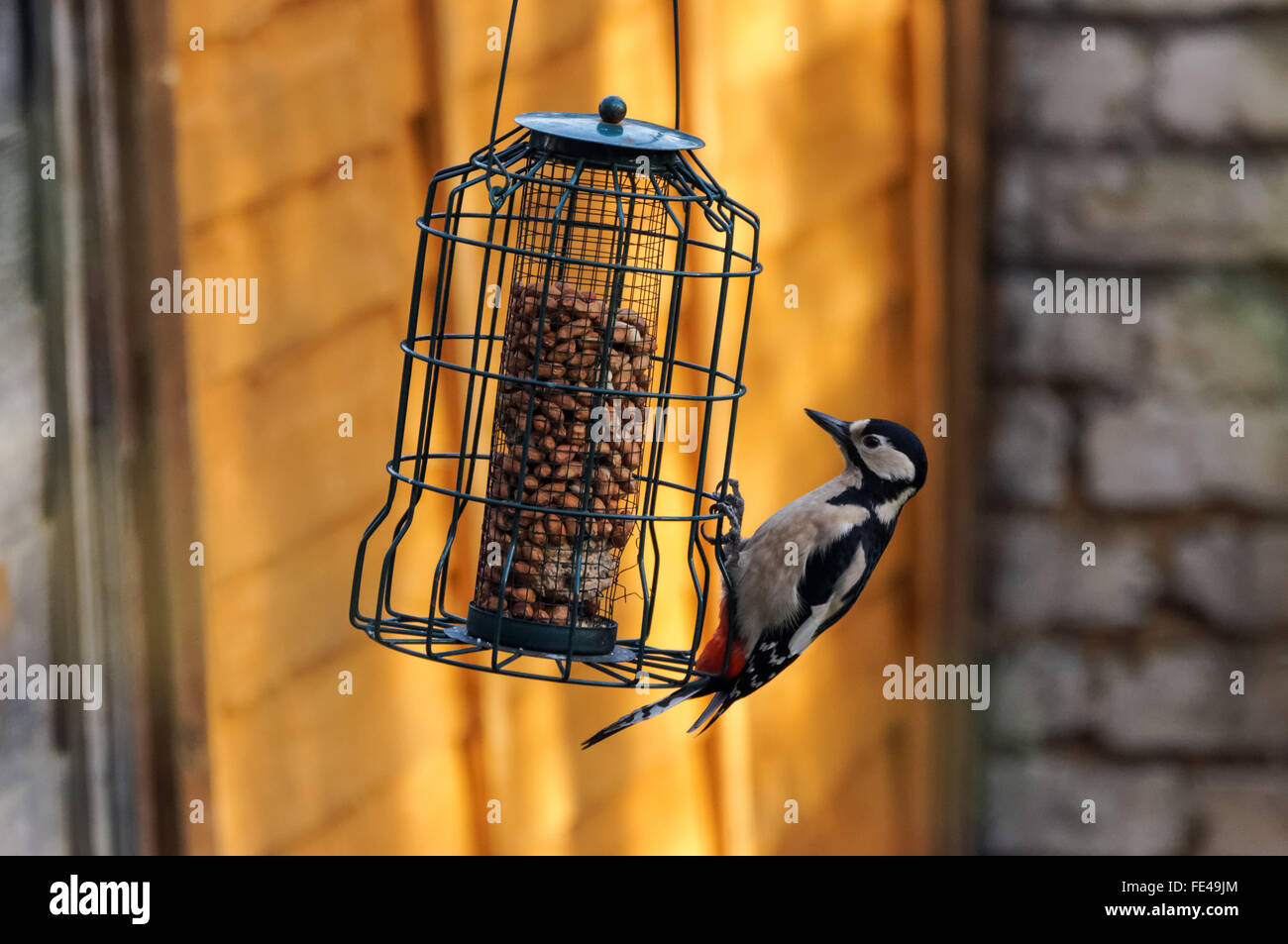 Buntspecht am Erdnuss Feeder, London England Vereinigtes Königreich UK Stockfoto