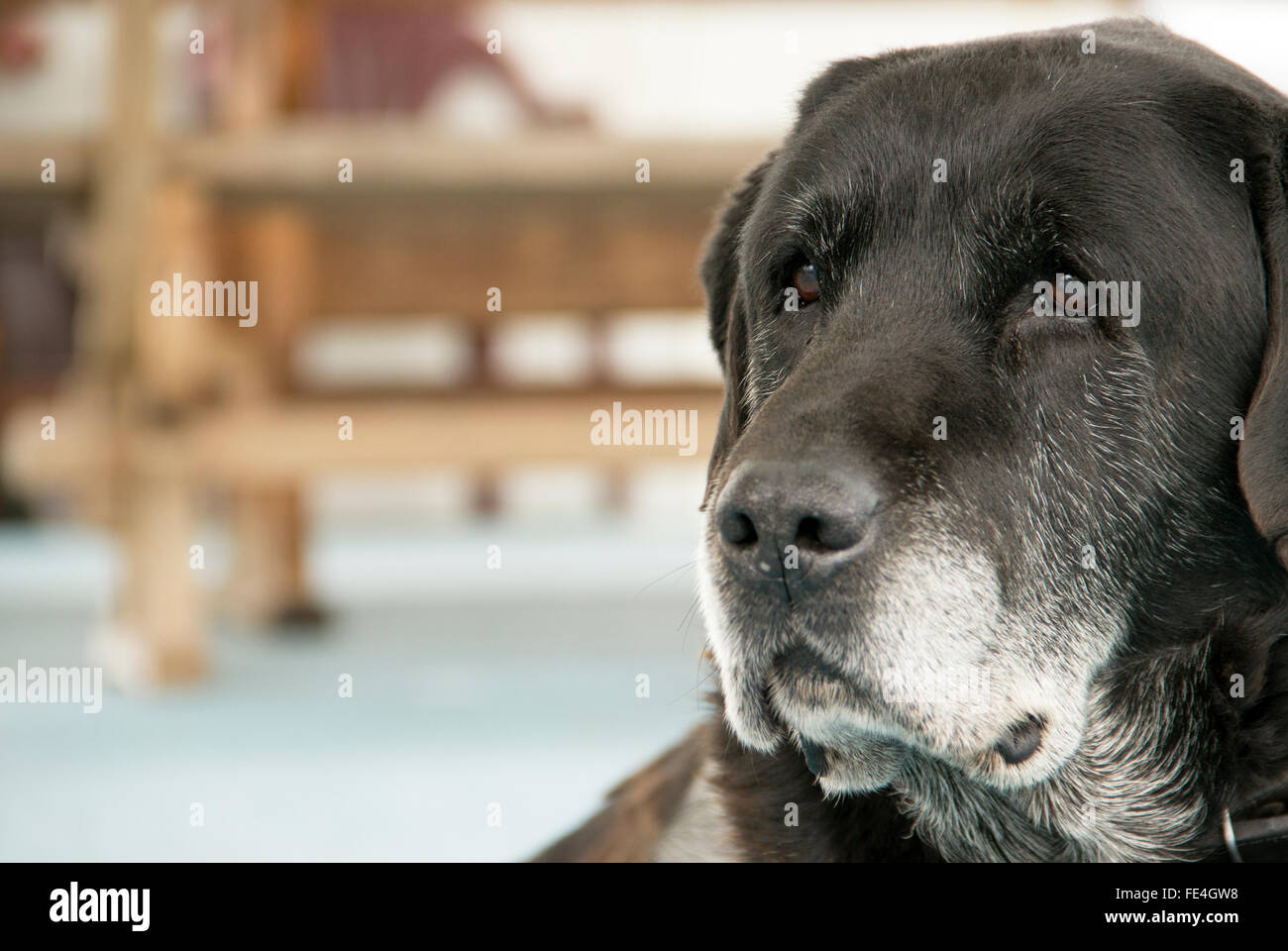 Porträt von einem weisen alten Labrador Retriever starrte in die Ferne Stockfoto