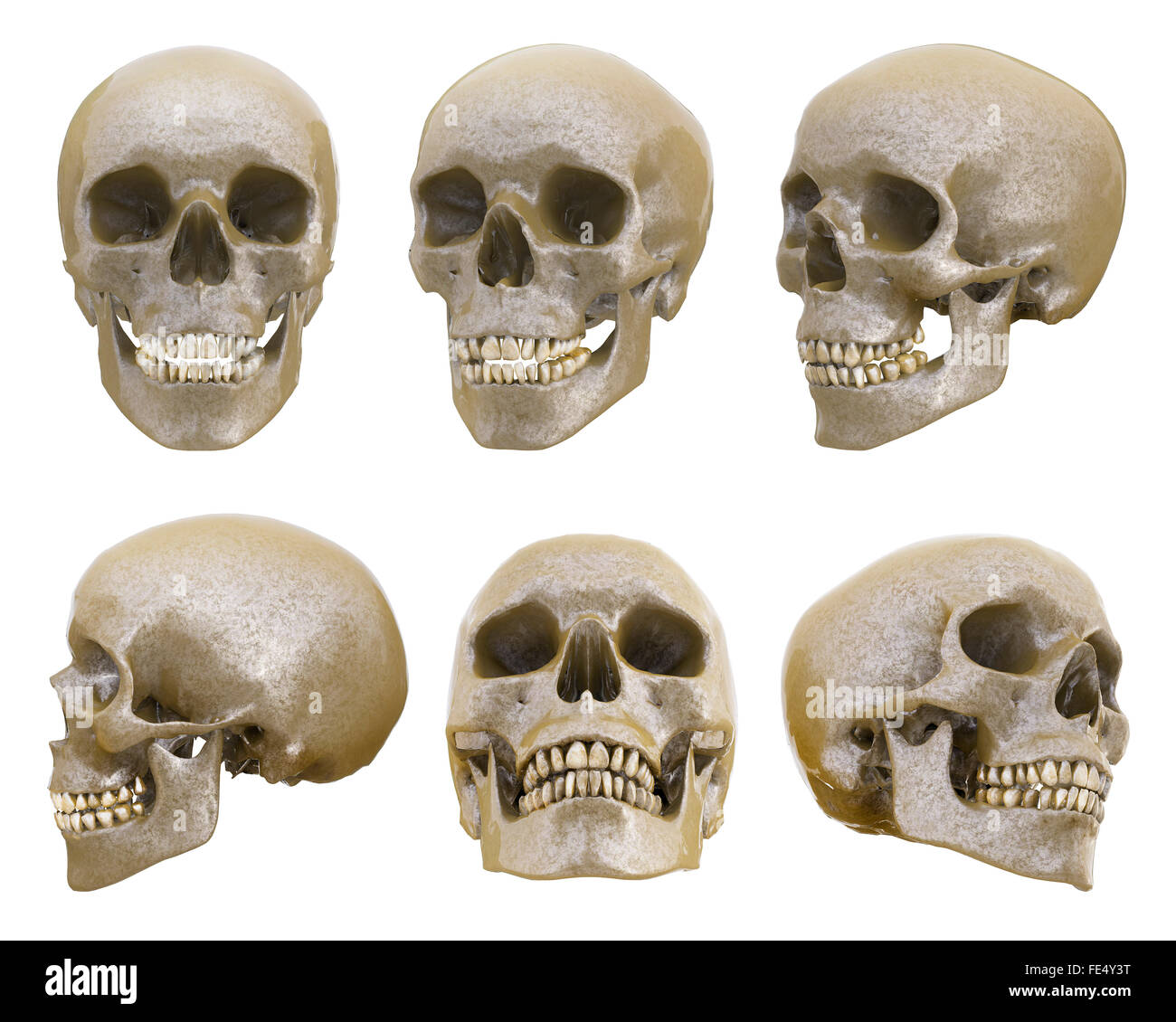 Menschlicher Schädel aus verschiedenen Blickwinkeln Stockfoto
