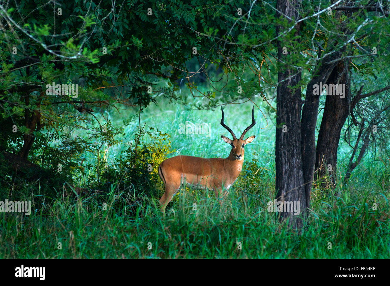 Afrika, Mosambik, Gorongosa National Park, Impala, Aepyceros Melampos- Stockfoto