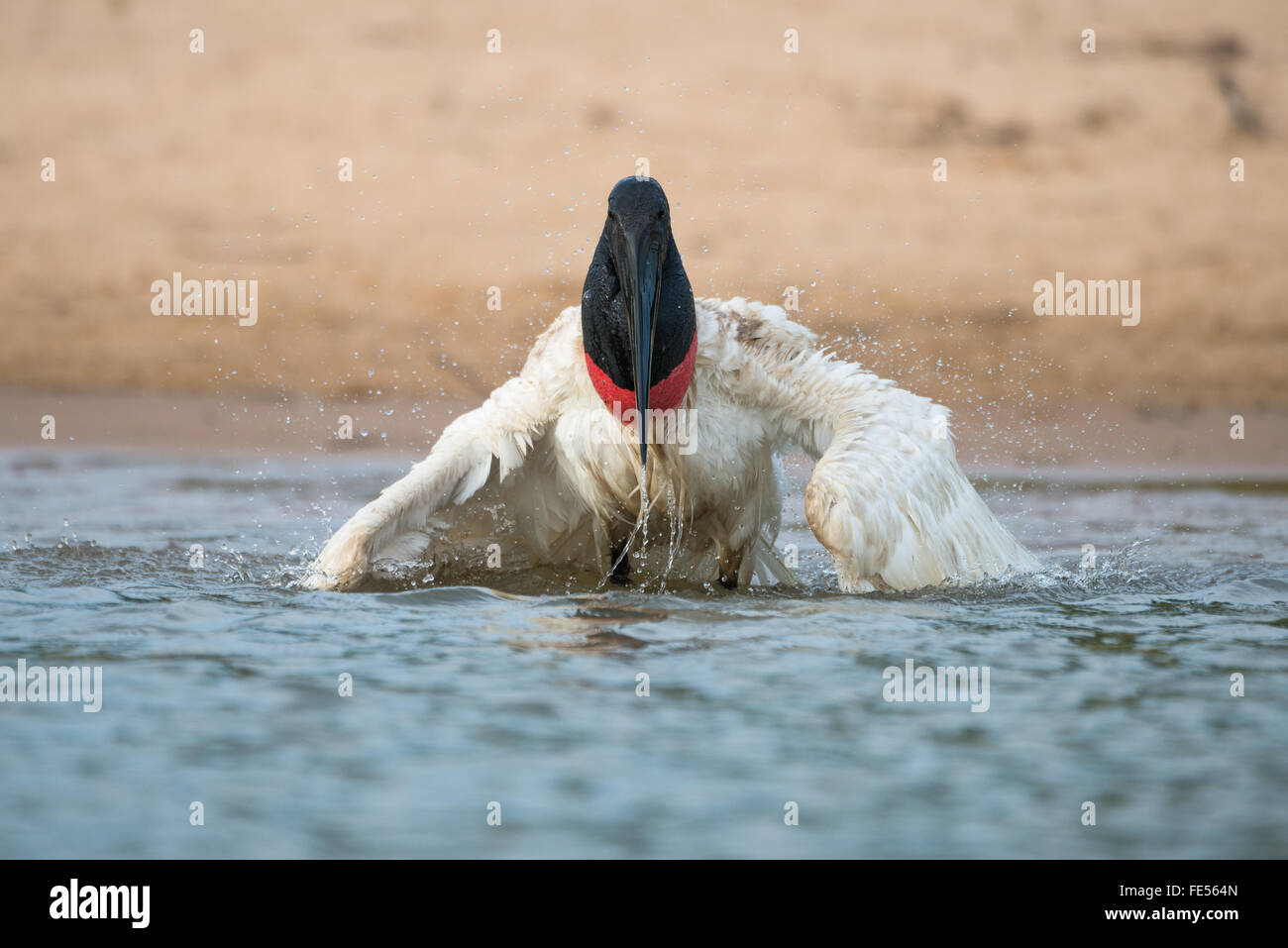 Ein Jabiru Baden im Fluss Stockfoto