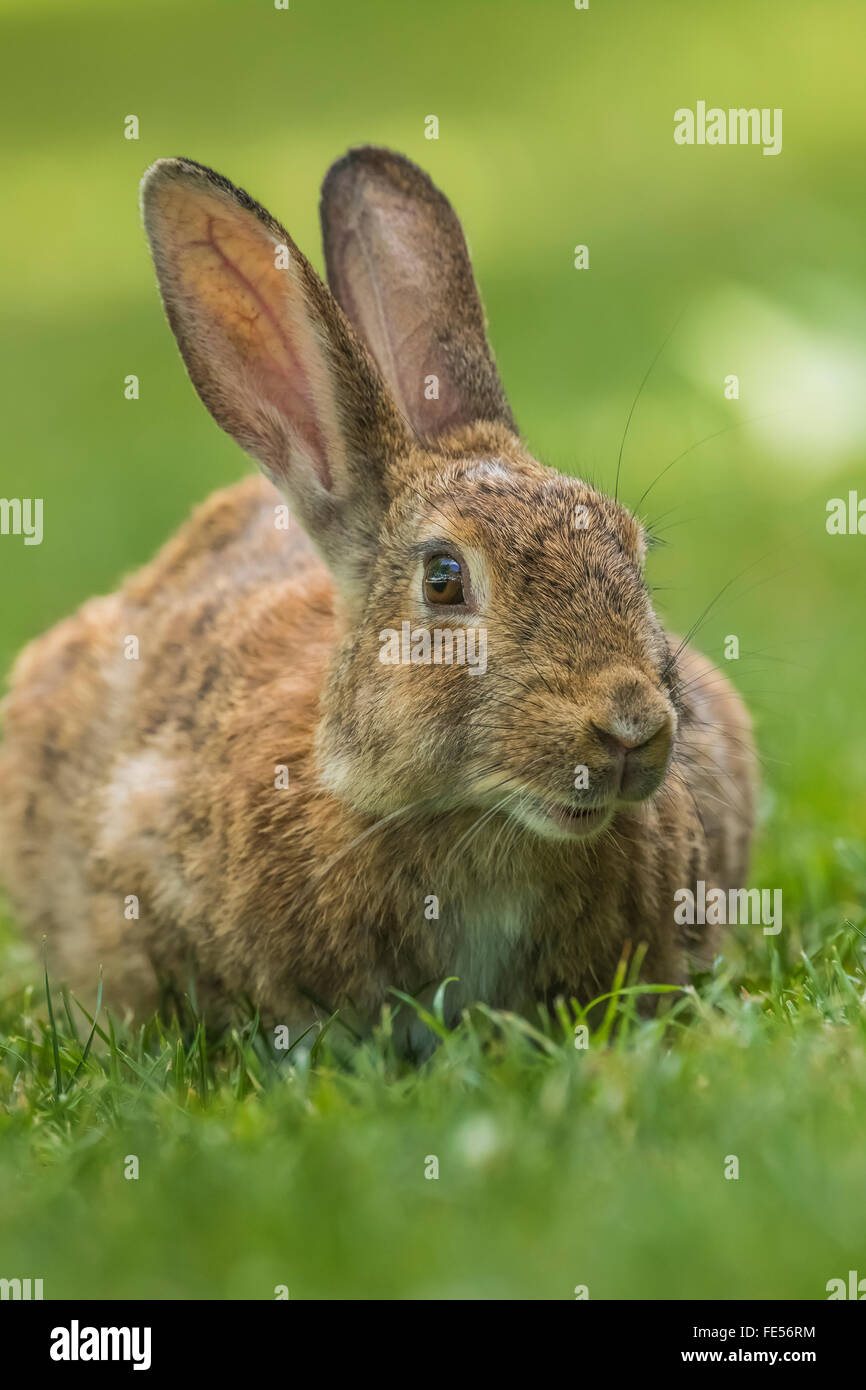 Östlichen Cottontail, Sylvilagus Floridanus, Fütterung auf dem Rasen im Green Lake Park, Seattle, Washington State, USA Stockfoto