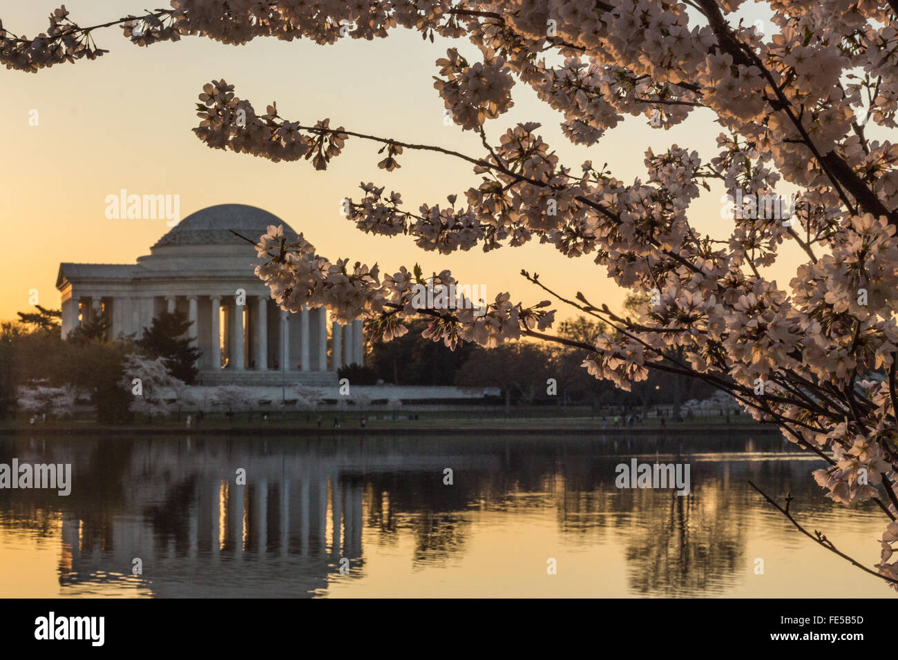 Kirschblüten blühen in der Morgendämmerung über dem Jefferson Memorial und der Reflexion in der Tidal Basin Stockfoto