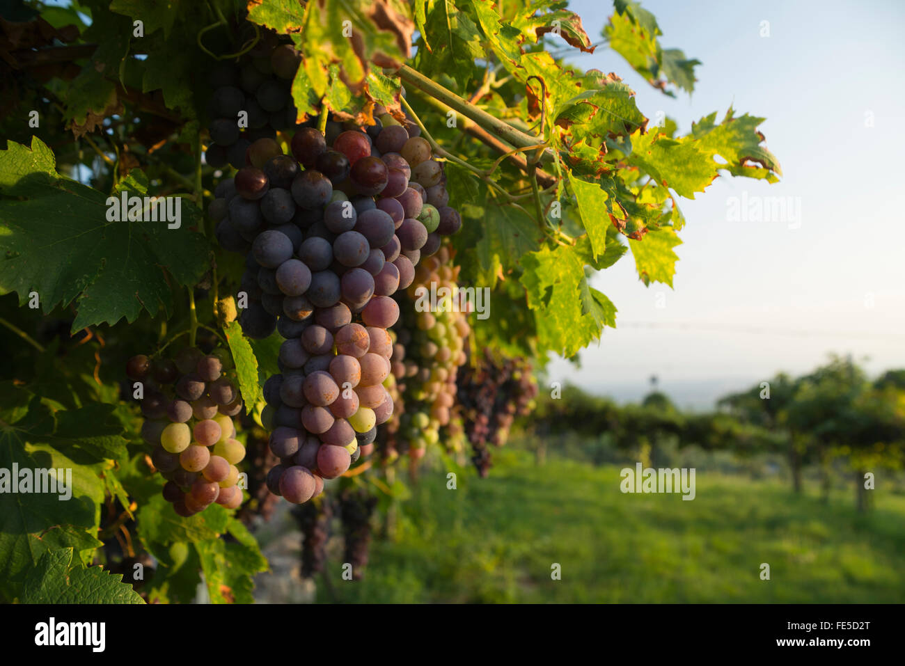 Corvina Veronese Trauben an einer Rebe in einem Weingut im Valpolicella-Gebiet nördlich von Verona in Italien durch warmes Sonnenlicht beleuchtet Stockfoto