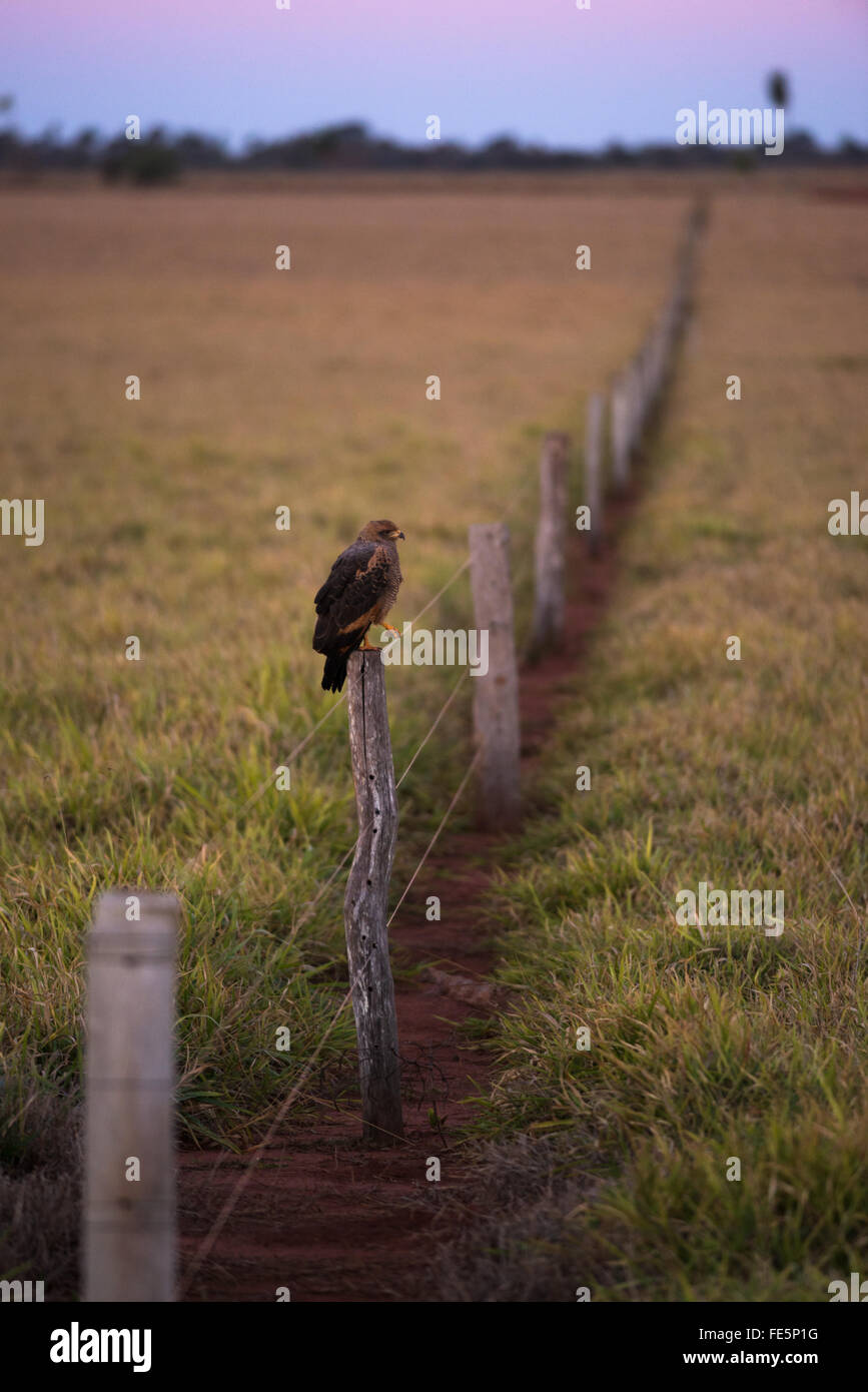 Ein Savanne Falke sitzt auf einem Zaun auf einer Weide in Zentral-Brasilien Stockfoto