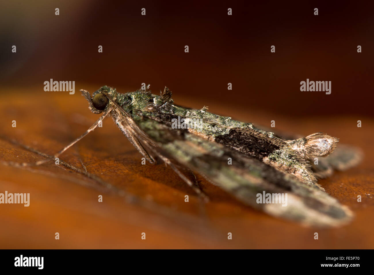 Rot-grüne Teppich Motten (Chloroclysta Siterata) Motte. Eine Motte in der Familie Geometridae im Profil, im Ruhezustand Stockfoto Rot-grüne Teppich Motten (Chloroclysta Siterata) Motte. Eine Motte in der Familie Geometridae im Profil, im Ruhezustand Stockfoto