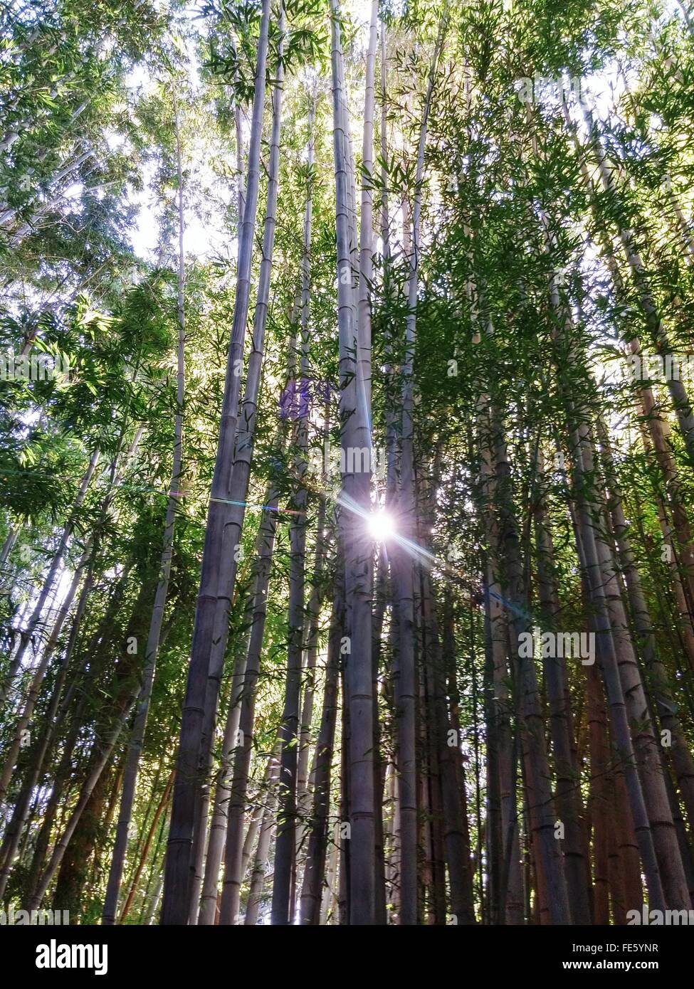 Sun Shining durch Bambusbäume im Wald Stockfoto