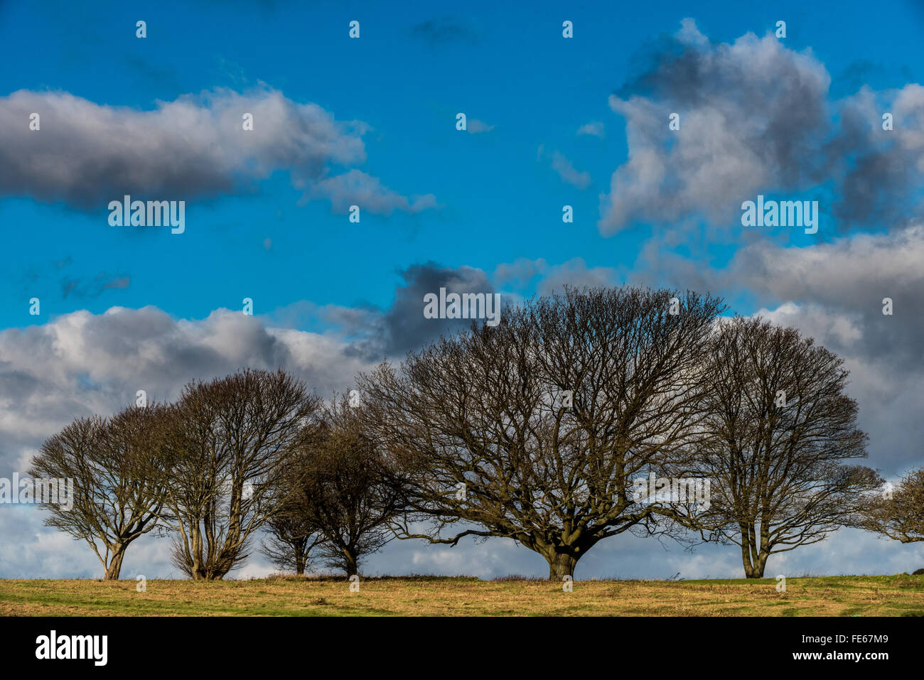 Reihe von Bäumen auf Cissbury Ring Wallburg in Findon West Sussex. Stockfoto