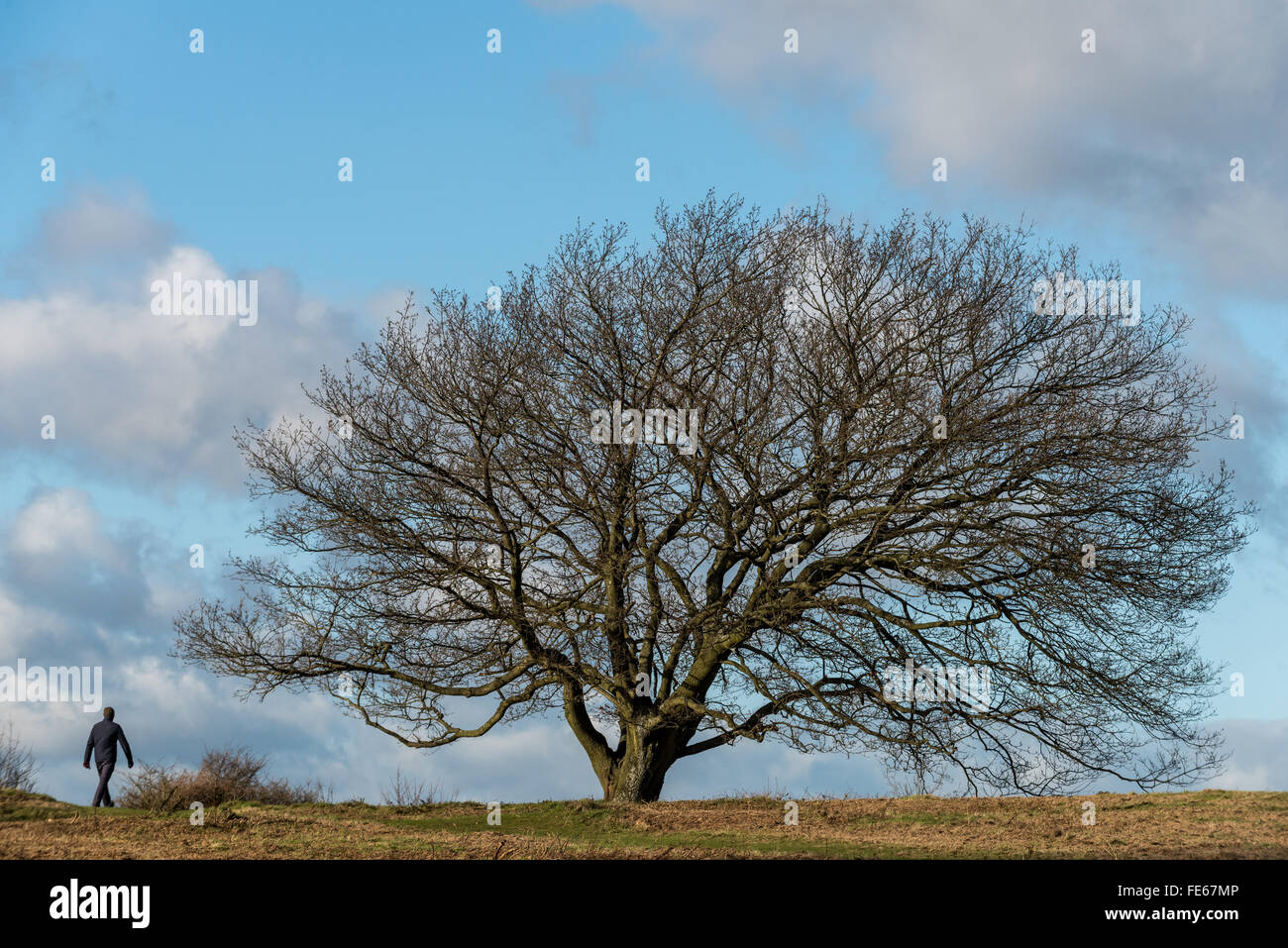 Ein einsamer Baum auf Cissbury Ring Wallburg in Findon West Sussex. Stockfoto