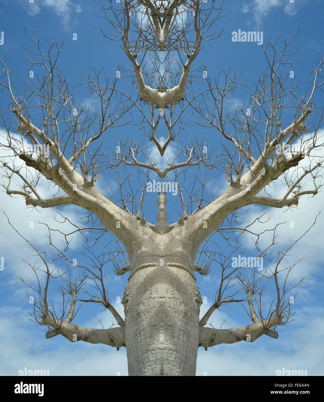 Horizontal geteilte und gespiegelte Ansicht der Boabab Baum Stockfoto