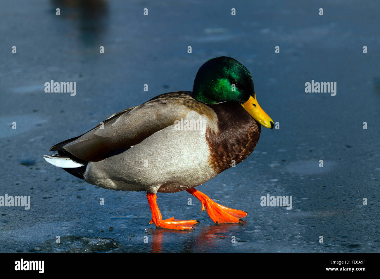 Eine Stockente zu Fuß auf dem Eis Stockfoto