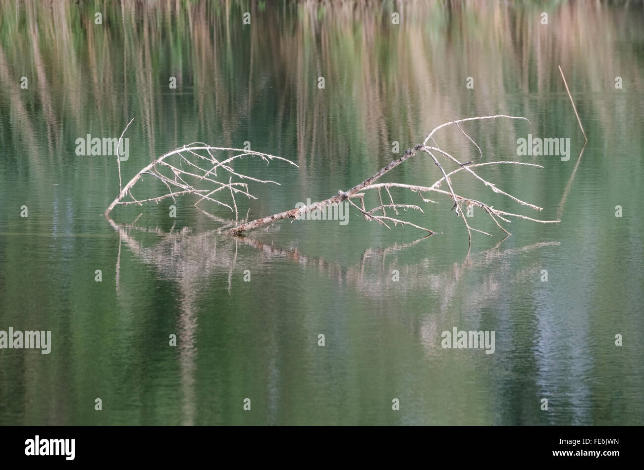 Trockenen Ast in der Seewasser-Nahaufnahme Stockfoto