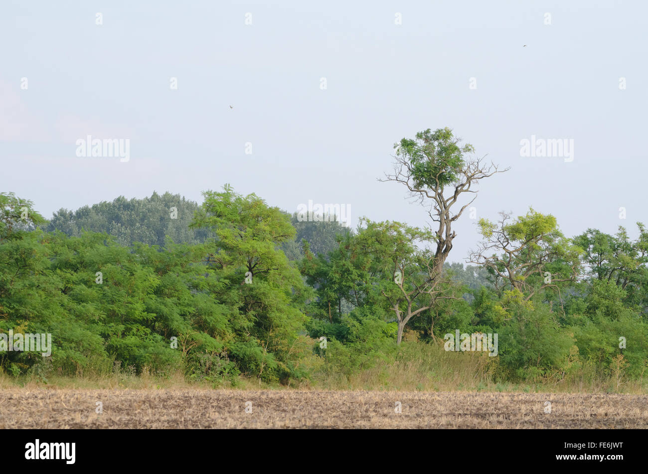 Baumgrenze neben Pflug Land mit knorrigen Akazie Stockfoto