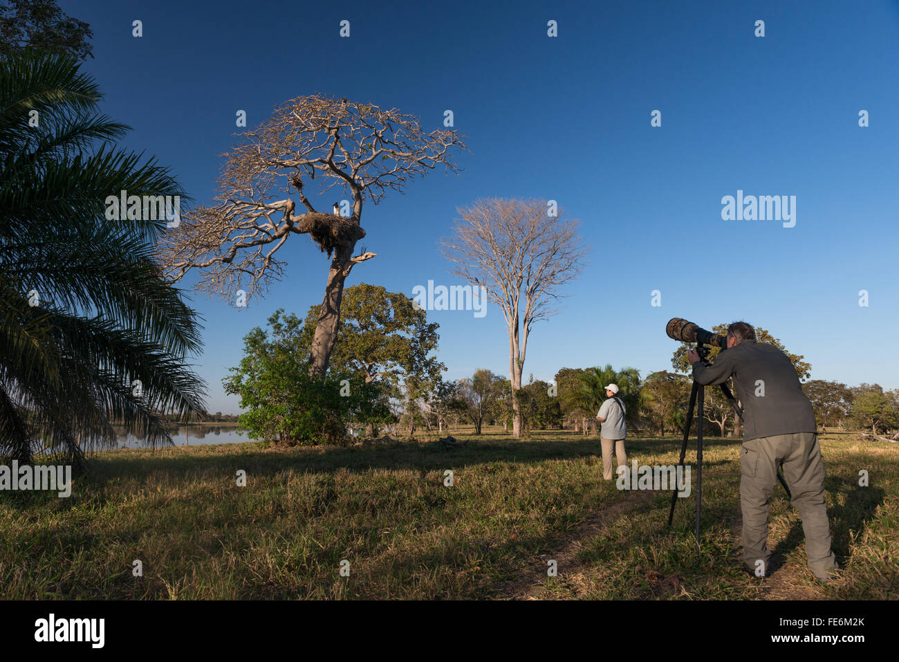 Ein Fotograf schießt ein Jabiru auf dem Nest im südlichen Pantanal Stockfoto