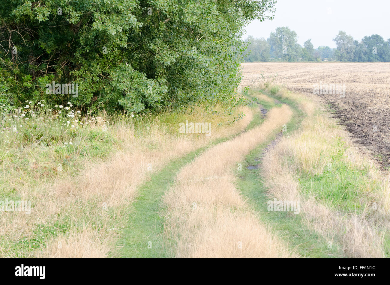 Wicklung-Feldweg nach Regen im Sommer tagsüber Horizontal mit trockenen und grünen Rasen bedeckt Stockfoto