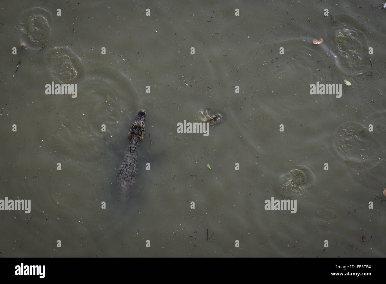 Ein Kaiman schwebend in einem trocknen Teich im Pantanal Stockfoto