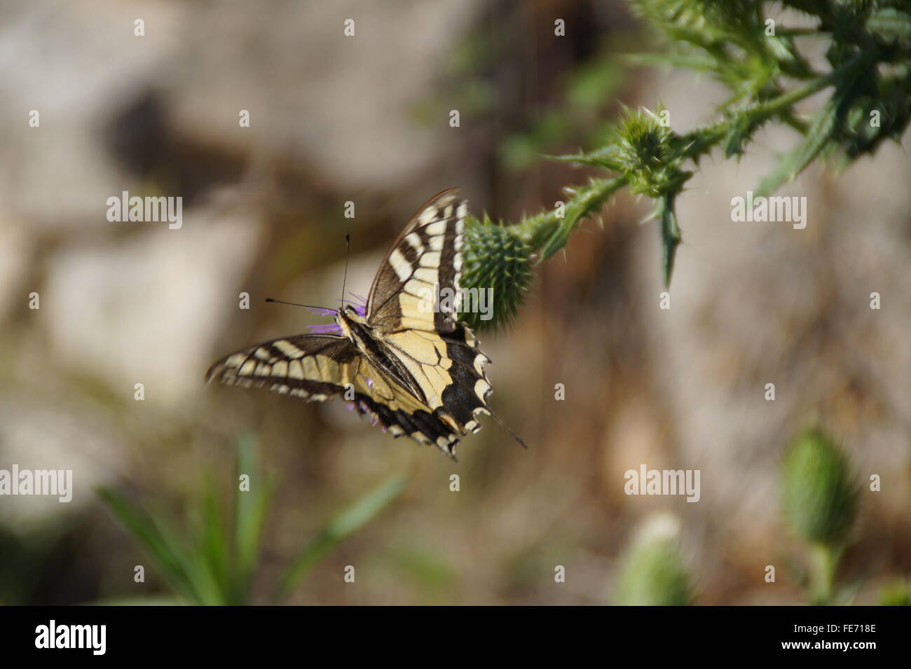 Schmetterling Schwalbenschwanz Stockfoto