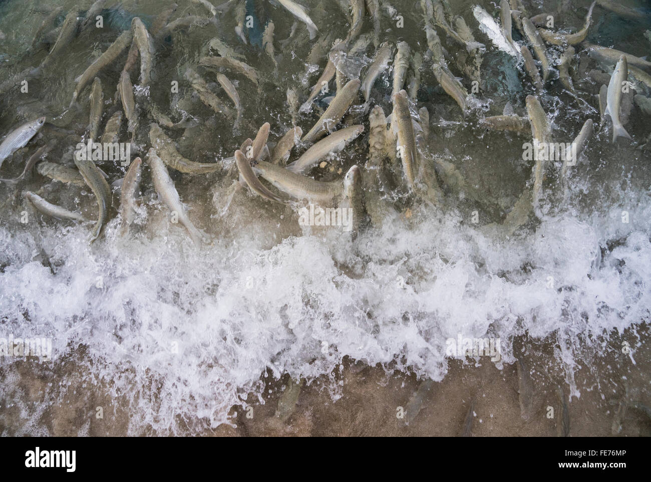 Lord-Howe-Insel, Fischfütterung Raserei Neds Beach, wo Lippfisch, Meeräsche, Hornhecht und King Fisch für Häppchen zu konkurrieren Stockfoto