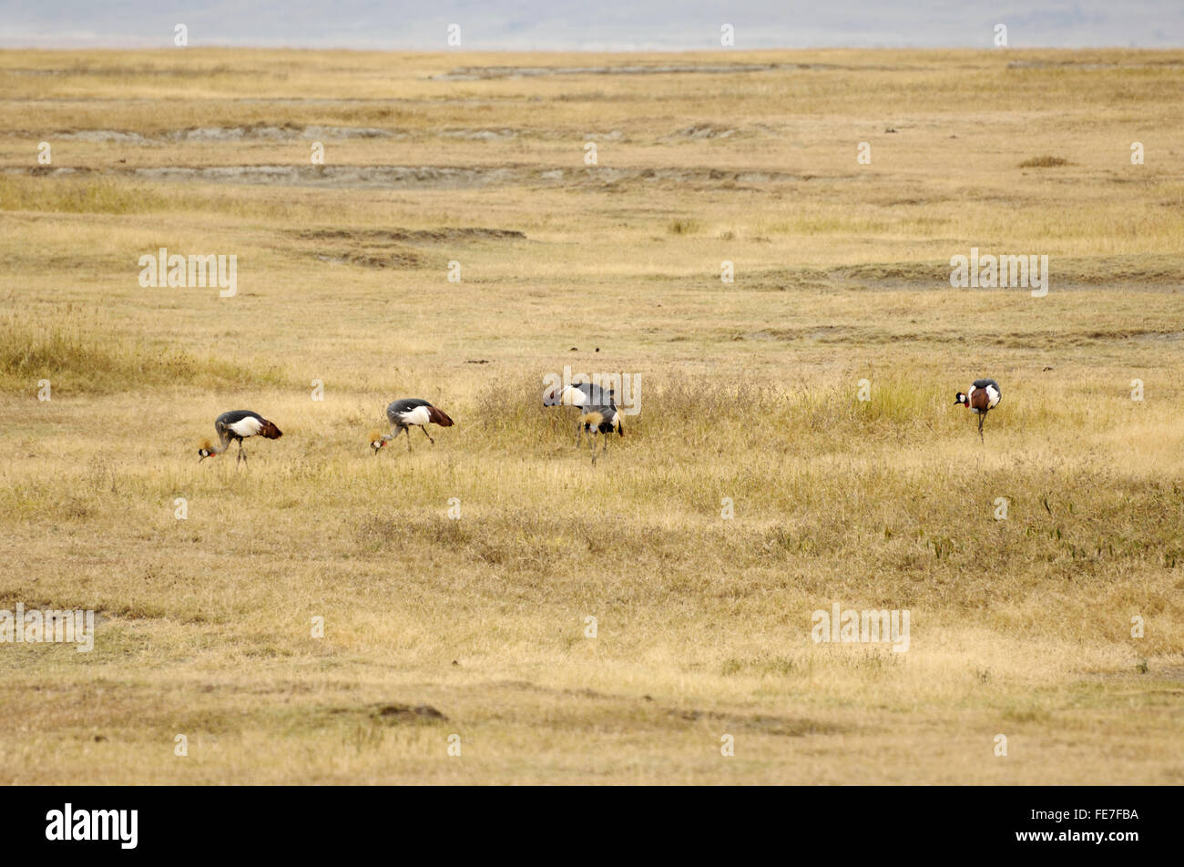 Schwarz gekrönt Kran im Ngorongoro-Krater Stockfoto