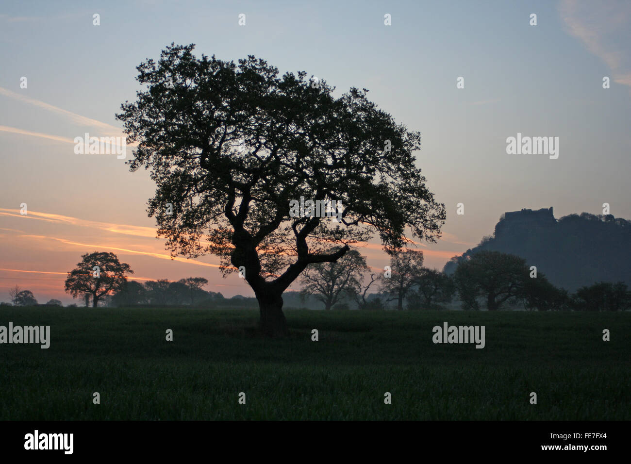 Beeston Castle und Silhouette Baum bei Sonnenaufgang aus einem Feld in Cheshire Stockfoto